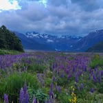 Meadow of purple foxglove near Bealey Hotel, Arthur's Pass, NZ 2025