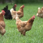 Chickens, Rakaia, Canterberry, NZ 2024