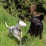 Dog and pig, Murchison, New Zealand 2024