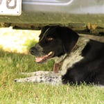 Grace's Dog, Murchison, New Zealand 2024