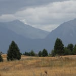 Grass and trees near Castle Hill, Arthur's Pass, NZ 2024