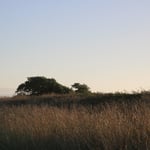 Meadow and wheat near Hokitika, New Zealand 2025