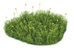 Mousse polytric commun