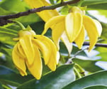 Plante Ylang ylang - Cananga odorata