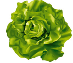 légume feuille - laitue
