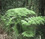 Fougère comestible - Lophosoria quadripinnata