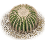 Plante cactus 