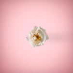 White rose in a ping background