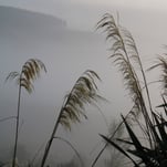 Plants in fog near Cheeseman Ski Field, Arthur's Pass National Park, New Zealand 2025