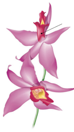 Plante à fleur – Epi de l’orchidée