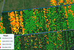 a map of a field with the number of flowers of polinization of a palm oil cultivation