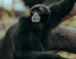 Photo by Osmany Mederos: https://www.pexels.com/photo/black-monkey-on-brown-tree-branch-14357623/