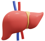 Liver cirrhosis, Liver cancer, Hepatitis, Liver infection, Liver Transplanatation