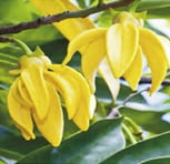 Plante Ylang ylang - Cananga odorata