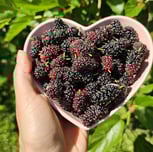 Amoras frescas ricas em antioxidantes para uma alimentação saudável e natural
