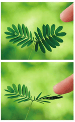 Réponse des plantes au toucher (stimuli physiques)