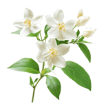 massage spa panggilan online logo