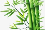 a bamboo tree with green leaves on a white background