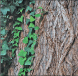 Lierre sur tronc d'arbre