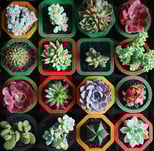Different types of succulents inside colorful pots 