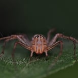 Shot with a ring flash. Donut-eyes!
