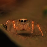 Lynx spider portrait.