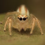 Lynx spider portrait.
