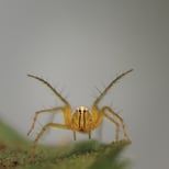 Lynx spider portrait.