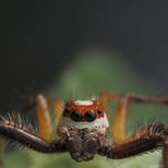 Two-striped jumping spider.