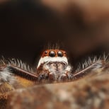 Two-striped jumping spider.