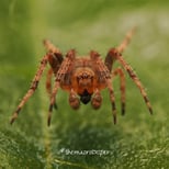 Levitation! It's actually a fine web on which it is perched.