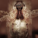 A wolf spider mother carrying an egg-sack. Upon arrival, the babies will find their way unto her back!