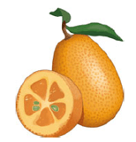 agrume - kumquat