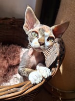 Devon Rex