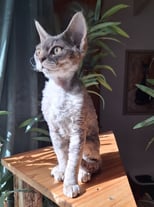 Devon Rex