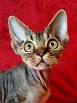 Devon Rex