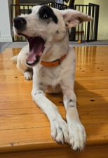 Cute image of a white dog with black spots laying at attention mid yawn