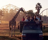Busch Gardens Tampa