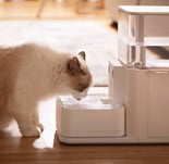 Gato bebiendo agua purificada cuidado especial
