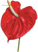 Plante à fleur – Spadice de l’anthurium 