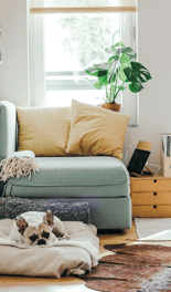 Cute home, light blue couch and bulldog. window in background letting in ligt
