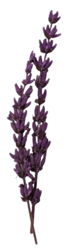 Dried lavender