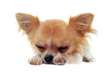 Chihuahuas for sale logo