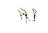Gelidiella sp.