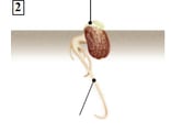 Plante à fleur - germination