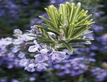 Plante Romarin - Rosmarinus officinalis