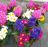 fleurs,plantes livraison gratuite tombe, cimetiere Sepulture49