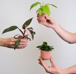 Different philodendron plants inside small pots