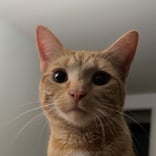 Orange Cat Looking into Camera 