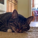 Cat Laying on Ground